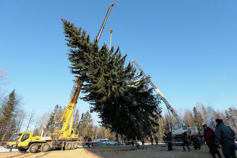 Рубка главной новогодней ели в Подмосковье