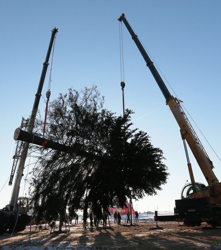 Рубка главной новогодней ели в Подмосковье