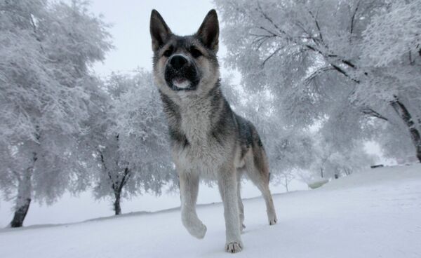 Бездомная собака гуляет в мороз в Красноярске