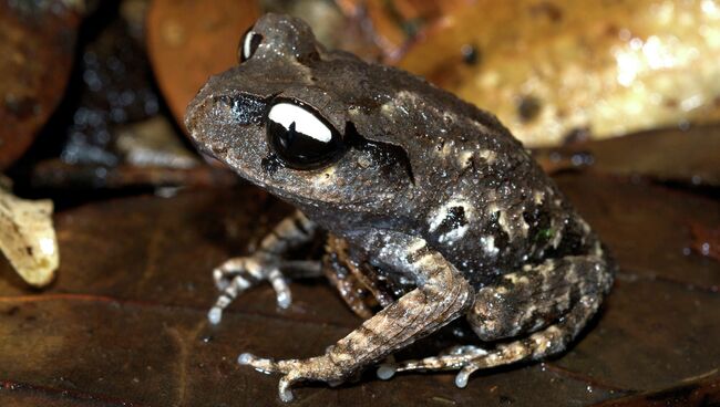 Лягушка вида Тонкорукая чесночница (Leptobrachium leucops)