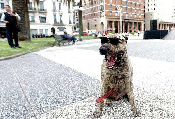 Собака в солнечных очках на площади Независимости в Монтевидео, Уругвай