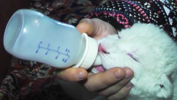 Новорожденные белые львята мяукают и пьют молоко из бутылочки 