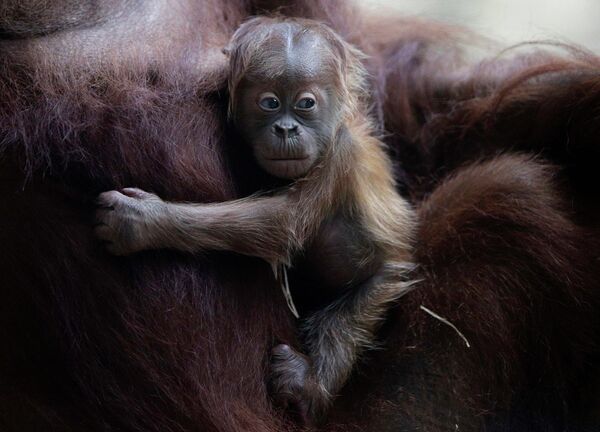 Детеныш орангутана с матерью в зоопарке Франкфурта