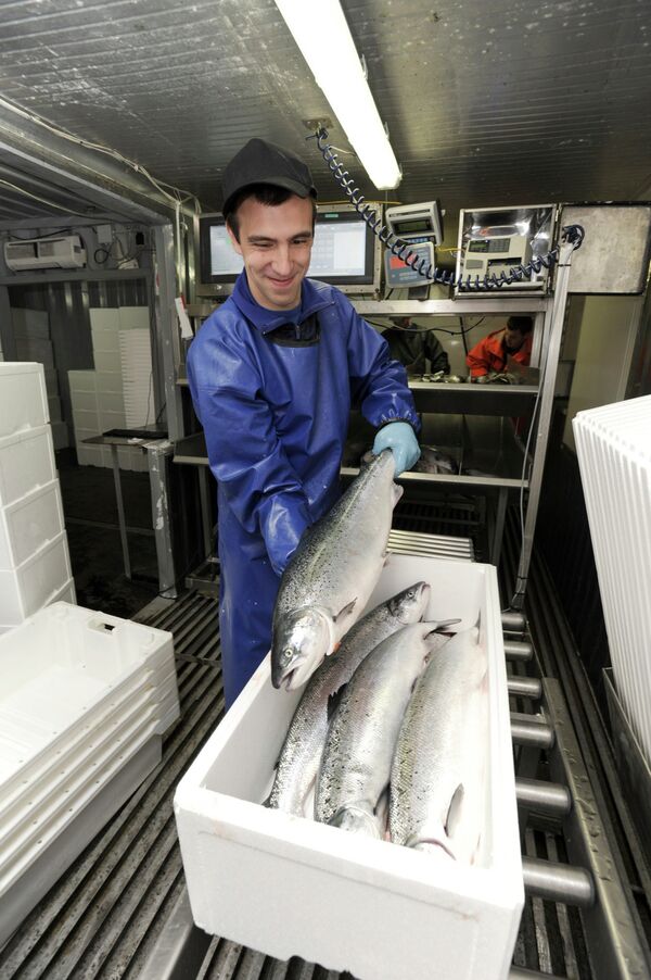 Рыбоводство - самая динамичная отрасль экономики Мурманской области