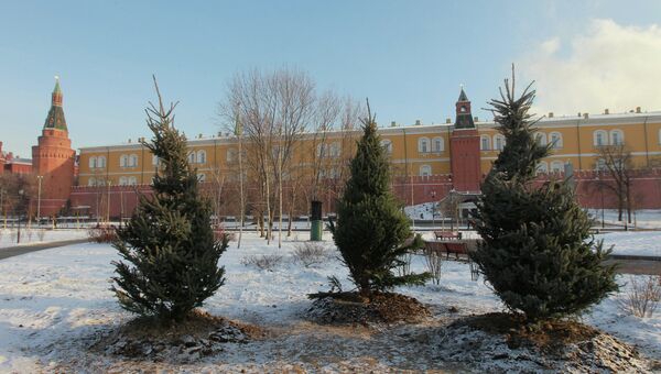 Посадка деревьев в Александровском саду