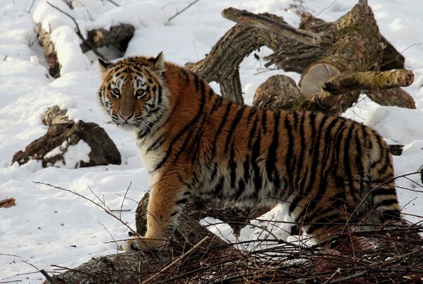 Тигрица по кличке Тайга в вольере Шкотовского Сафари-парка в Приморье