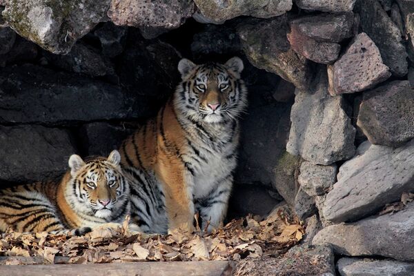 Тигрицы по кличке Амурочка и Тайга в вольере Шкотовского Сафари-парка в Приморье.