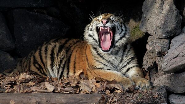 Тигрица в вольере Шкотовского Сафари-парка в Приморье