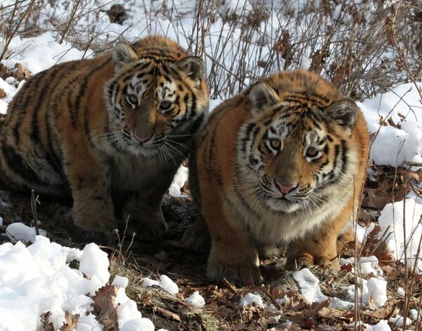Тигрицы по кличке Амурочка и Тайга в вольере Шкотовского Сафари-парка в Приморье
