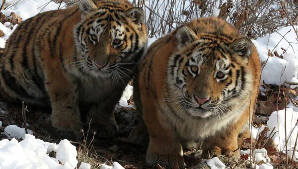 Амурские тигры, архивное фото