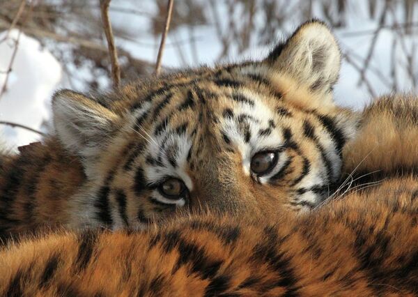 Тигрица по кличке Тайга в вольере Шкотовского Сафари-парка в Приморье