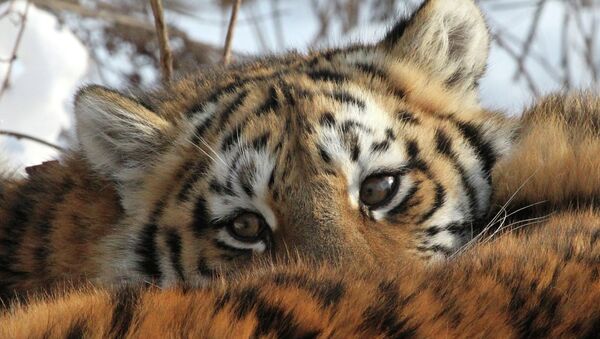 Амурский тигр, архивное фото