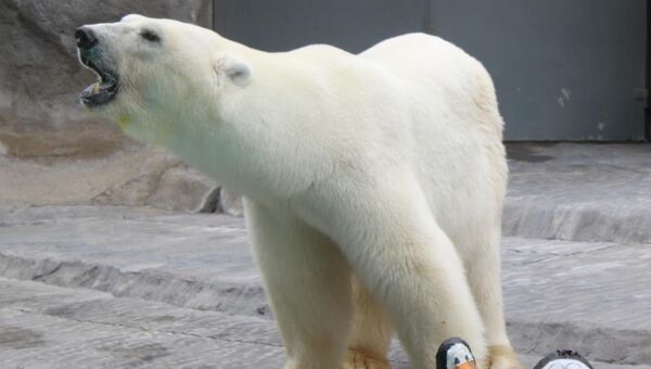 Белый полярный медведь по кличке Виннер