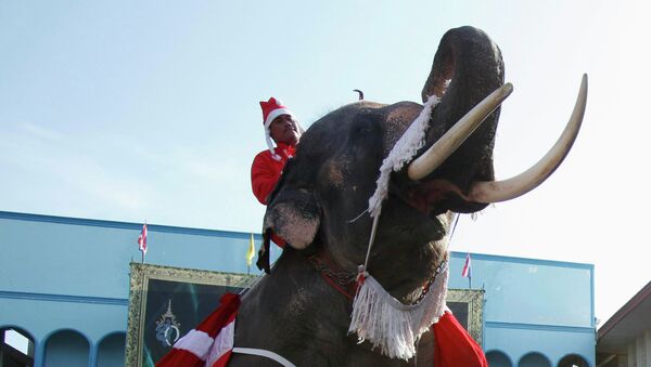 Одетый Санта Клаусом слон. Бангкок