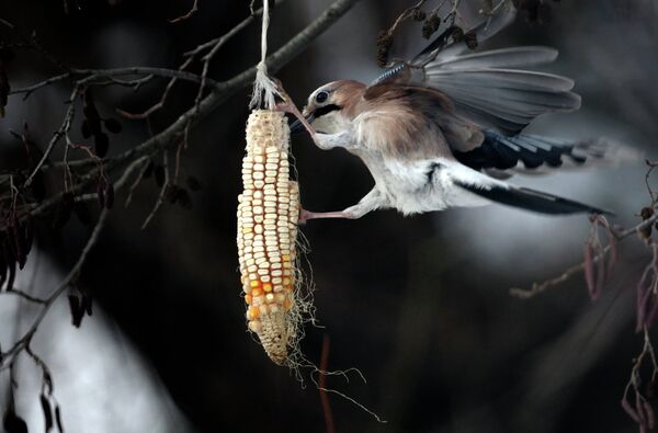 Птица ест початок кукурузы. Косово