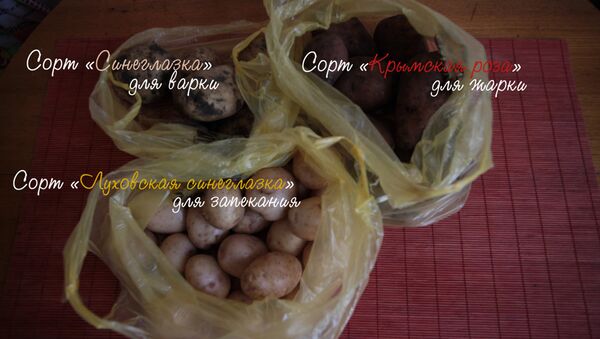 Чем отличаются разные сорта картофеля. Видеоэксперимент