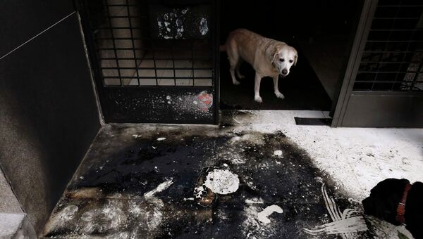 Последствия поджога в доме одного из журналистов в Афинах