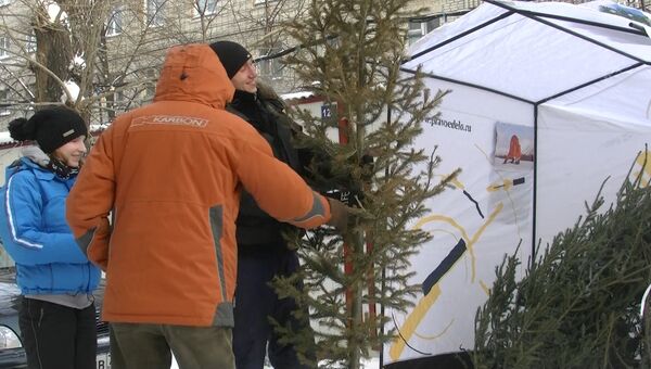 Акция по сбору новогодних елок на корм коровам в Томске