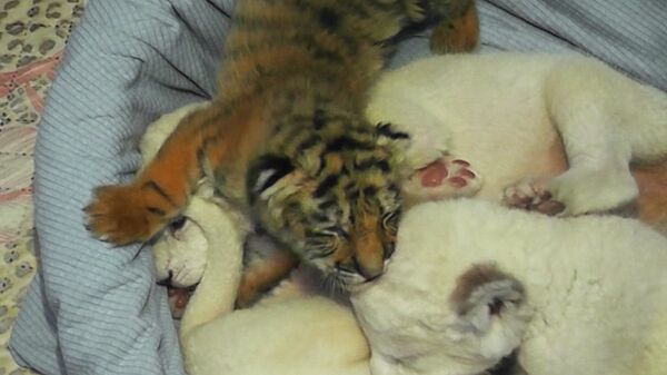 Новорожденные амурские тигрята играют с львятами и кусают их за уши
