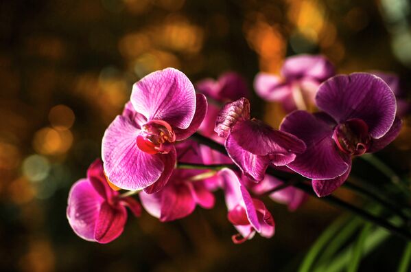 IV Зимний фестиваль орхидей в ботаническом саду МГУ