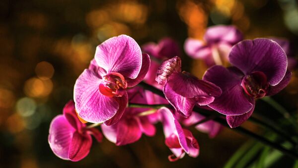 Орхидея, архивное фото