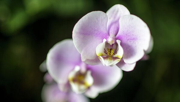 Орхидея. Архивное фото