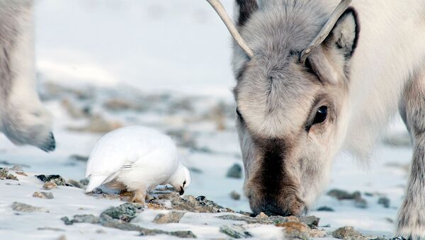 Два ключевых вида фауны острова Шпицберген – северный олень и тундряная куропатка 