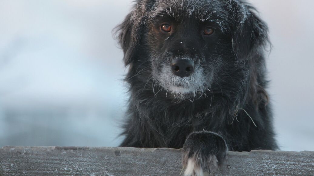 Кинолог объяснил, почему собаки не умеют мстить