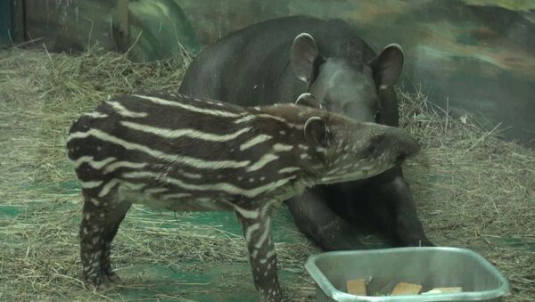 Впервые рожденный в Новосибирске тапир прижимался к маме и пил молоко