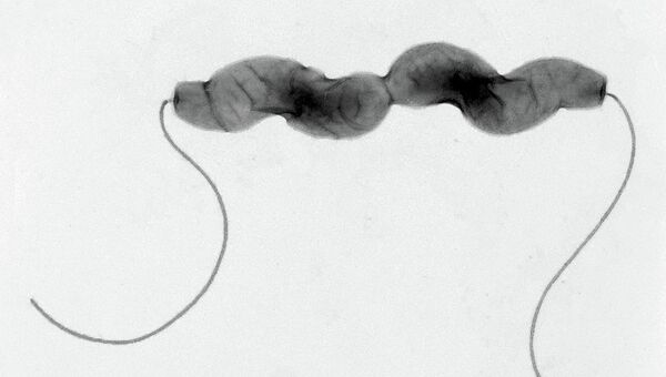 Бактерия Campylobacter jejuni использует “систему навигации” для поиска пищи в кишечнике человека