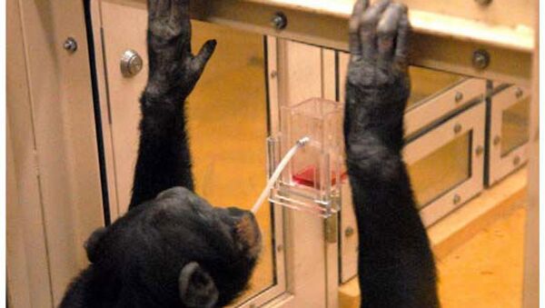 Шимпанзе пытается достать сок из стакана при помощи соломинки