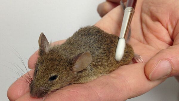 Обычная кисточка помогла ученым найти нейроны поглаживания в коже мышей