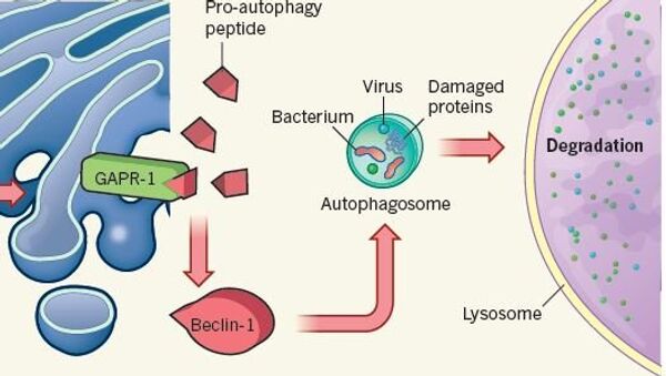 Схема работы белка-стража беклина при атаке клетки вирусами или бактериями