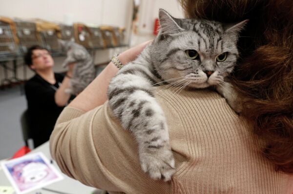 Женщина держит кошку на 21 международной выставке кошек в Афинах, Греция