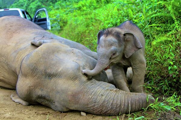 Карликовый слоненок стоит рядом со своей матерью, которая умерла по неизвестной причине в заповеднике на острове Борнео