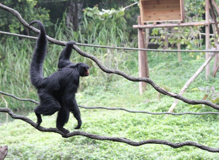 Обезьяна в ChimeLong Safari Park, Китай