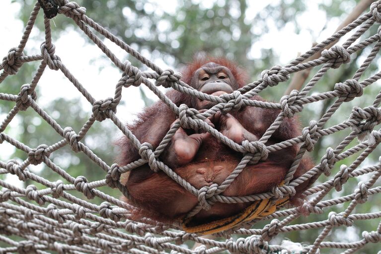 Обезьяна в ChimeLong Safari Park, Китай