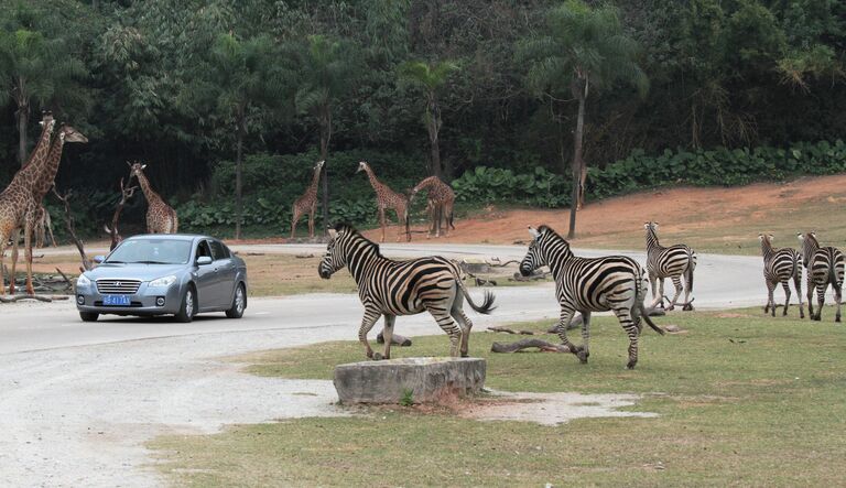 ChimeLong Safari Park в Китае