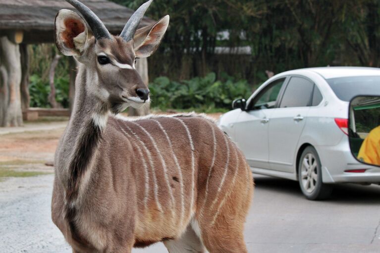 ChimeLong Safari Park в Китае