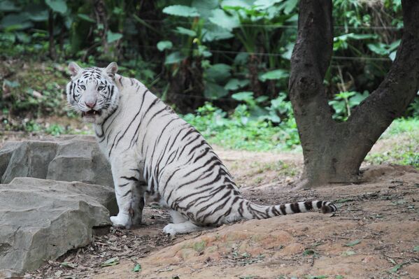 Белый тигр в ChimeLong Safari Park в Китае
