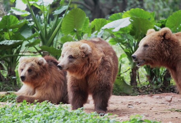 Медведи в ChimeLong Safari Park в Китае