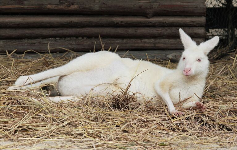 Кенгуру в ChimeLong Safari Park в Китае