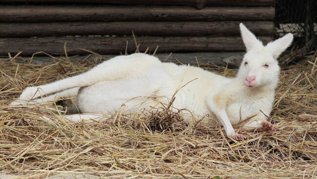 Кенгуру в ChimeLong Safari Park в Китае