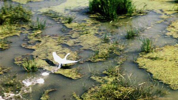 Лебедь в Астраханском заповеднике. Архивное фото