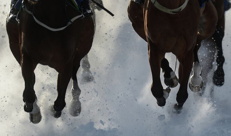 Лошадь во время скачек на льду озера Санкт-Мориц White Turf St. Moritz 2013