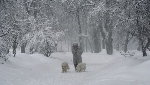 Мужчина гуляет с собаками в сквере на Ленинском проспекте, архивное фото