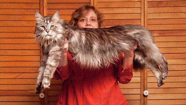 Самый длинный кот в мире Cтюи со своей хозяйкой