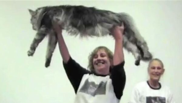 Пушистый рекордсмен Стюи: каким  был самый длинный кот в мире