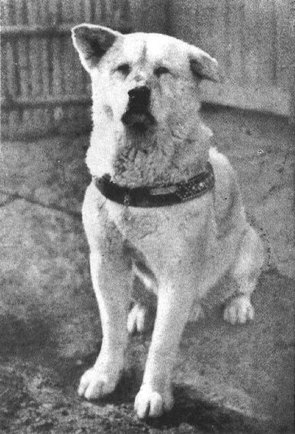 Пёс Хатико породы акита-ину, являющийся символом верности и преданности в Японии