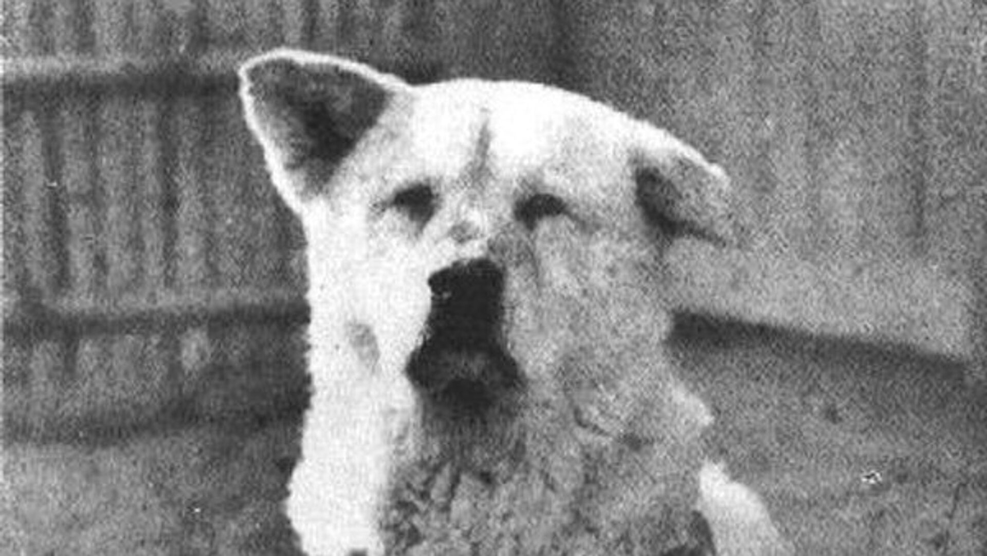 Пёс Хатико породы акита-ину, являющийся символом верности и преданности в Японии - РИА Новости, 1920, 11.11.2023
